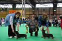 Crufts2011_2 957